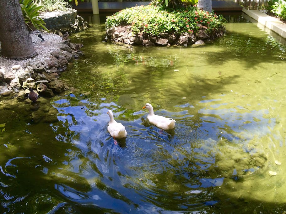 Local flora and fauna, you should explore it or just ask us to help you organize an excursion or natural adventure.