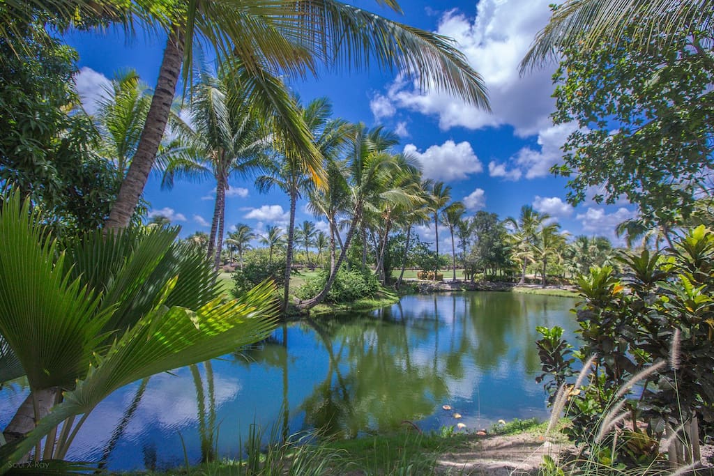 Amazing nature of the island: you should explore it. Just ask us to help you with excursions in Punta Cana.