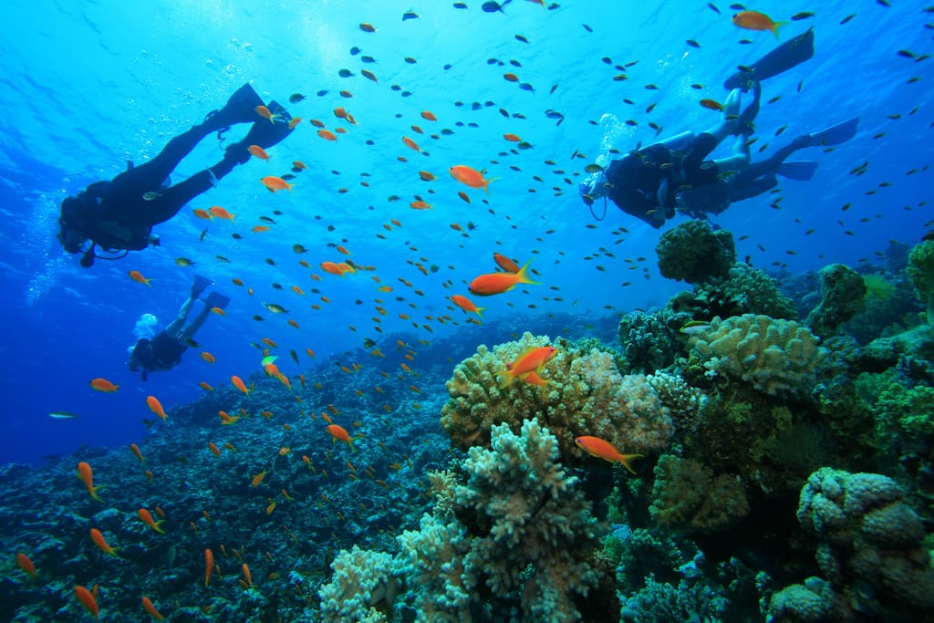 We strongly recommend to try different excursions and tours. For example, you can explore the underwater world of Punta Cana and get unforgettable emotions.