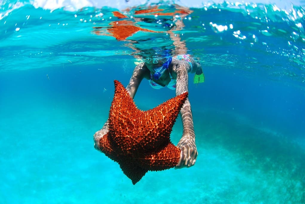 On the excursion to the island of Saona you can touch real sea stars! Just ask us and we will help you with the organization of the excursion.
